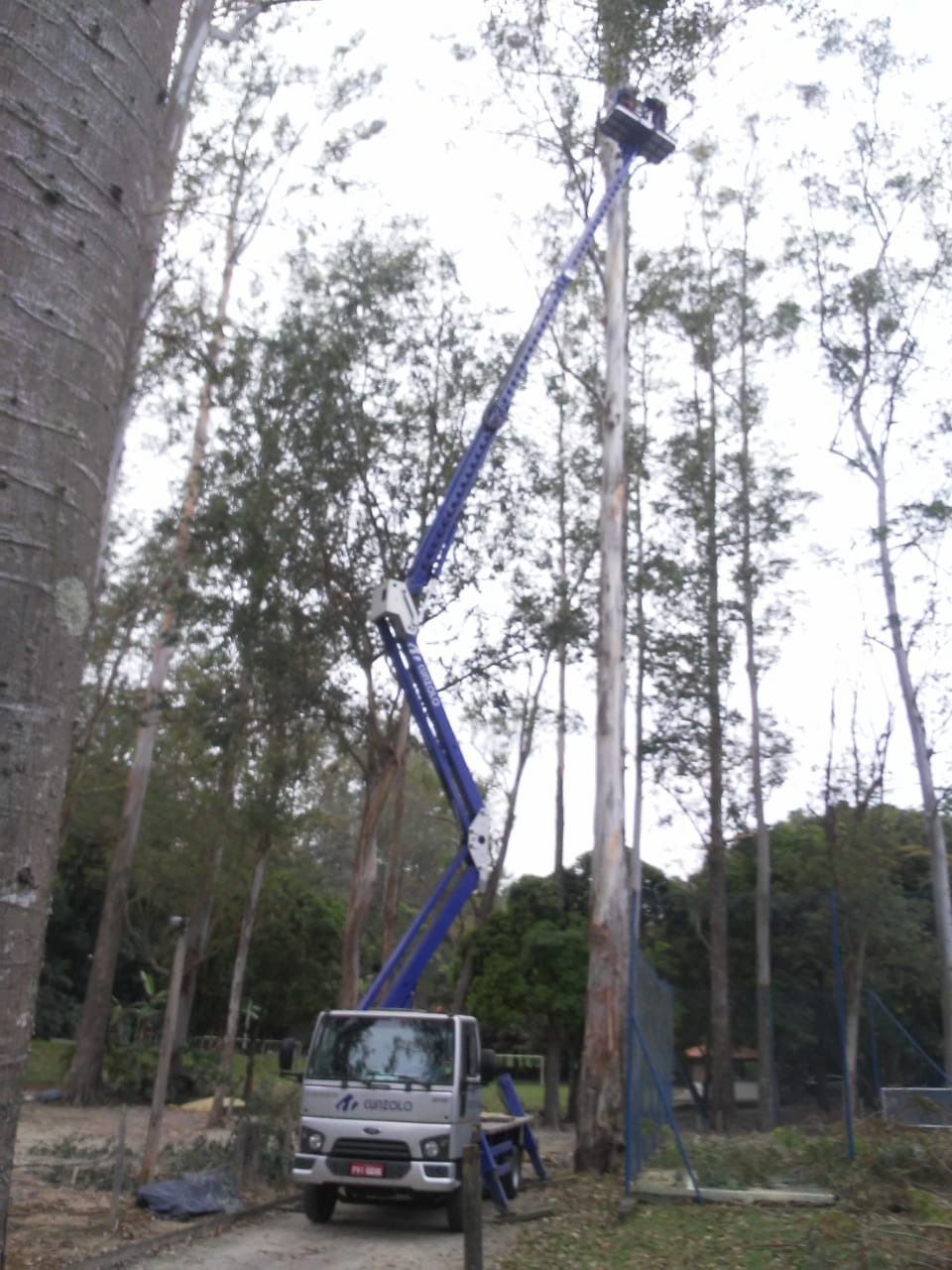 Poda de �rvores feita pela Cunzolo